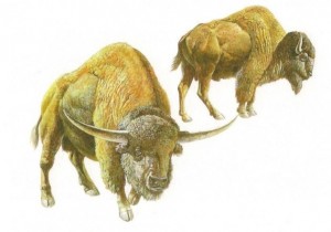 Wild cattle include living and extinct species of bison as well as other extinct closely related types. Shown here are two extinct species, Bison latifrons (left) and Bison antiquus (right). Illustration courtesy of the George C. Page Museum in Los Angeles, California.