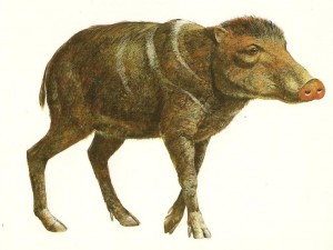 Figure 3 Platygonus shown here is an example of an extinct peccary that might have been present when man was in Mesoamerica. It was somewhat larger than the peccaries that live in the region today. It can be seen that both types are very pig-like and they both could easily be called a pig. Illustration courtesy of the George C. Page                                    Museum in Los Angeles, California