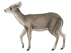 Figure 4 The animal shown here is Mazama americana, or the Red Brocket deer, that is a common mammal found in Mesoamerica. It can readily be seen how this animal could be confused with a goat. Its single “horn” on each side of the head is really an antler. Antlers are shed each year, while horns are not. This illustration is from Amazonwiki.