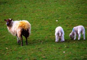 Ewe and Lambs, Lakes District, England, 2000.